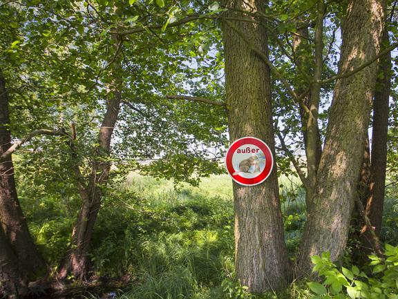 Biber-Aussichtspunkt in der Dübener Heide 