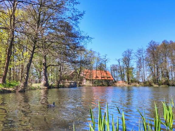 Obermühlenteich im Frühling